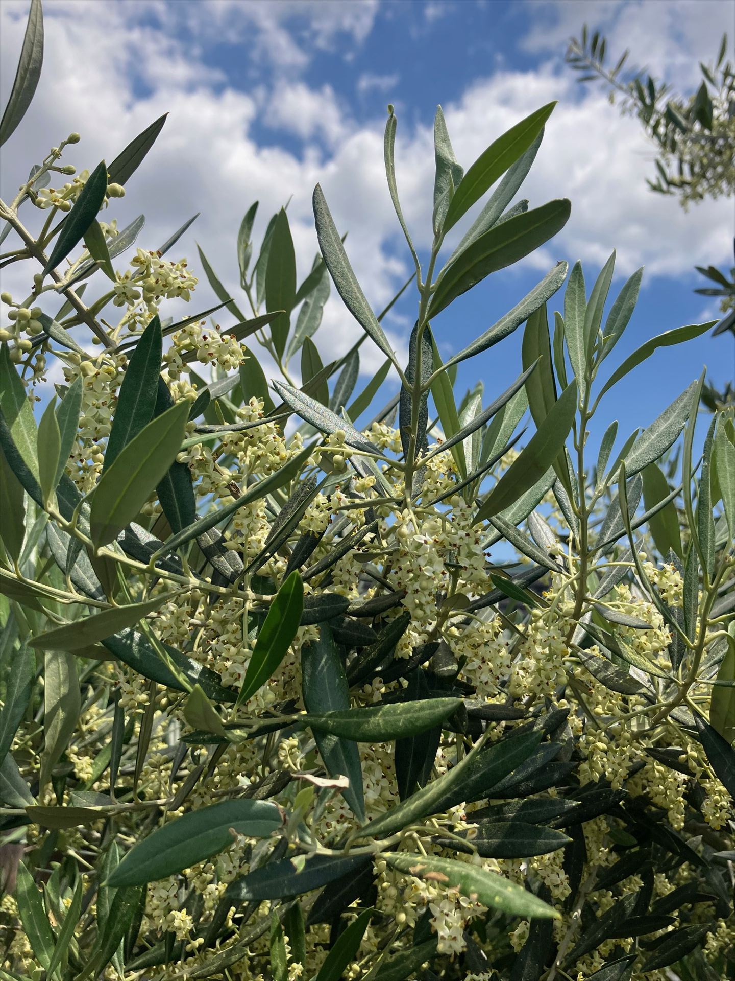 oliveflower